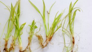 Thumbnail of post image 184